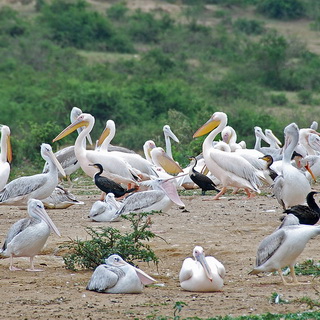 Queen Elizabeth - Pelicans and a marabou storks